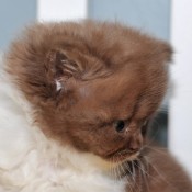 Fluffy - Dollys kitten